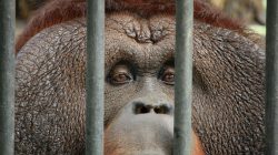 Sebuah potret close-up orangutan di balik jeruji, menyoroti bulu teksturnya dan mata yang penuh perasaan.