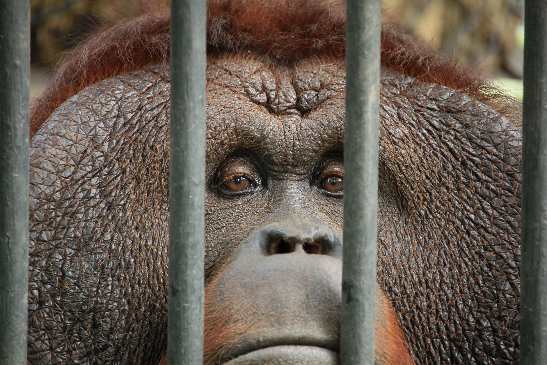 Sebuah potret close-up orangutan di balik jeruji, menyoroti bulu teksturnya dan mata yang penuh perasaan.